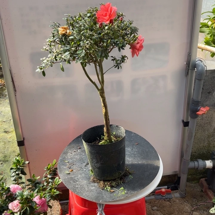 双色舞小町开花效果