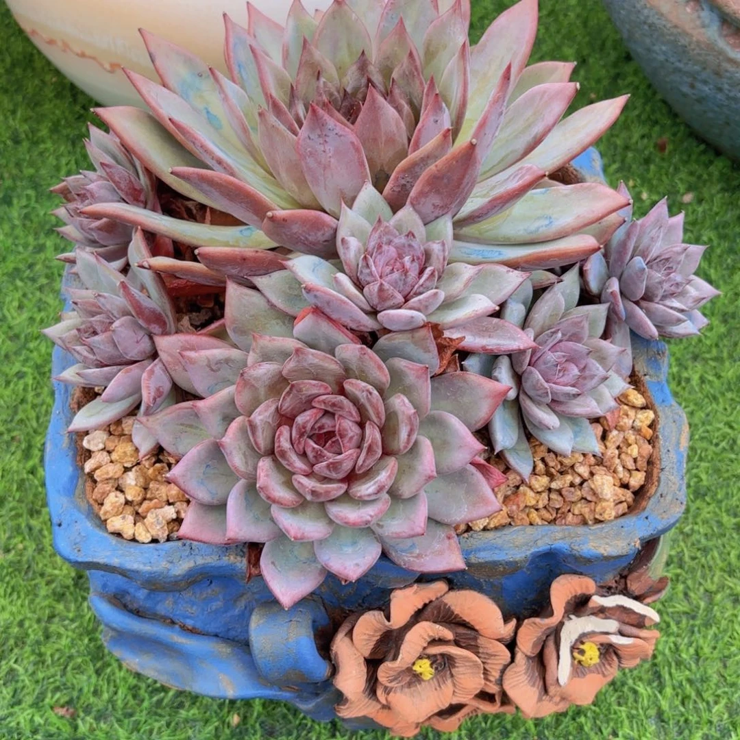 5号多肉，雪莲水晶