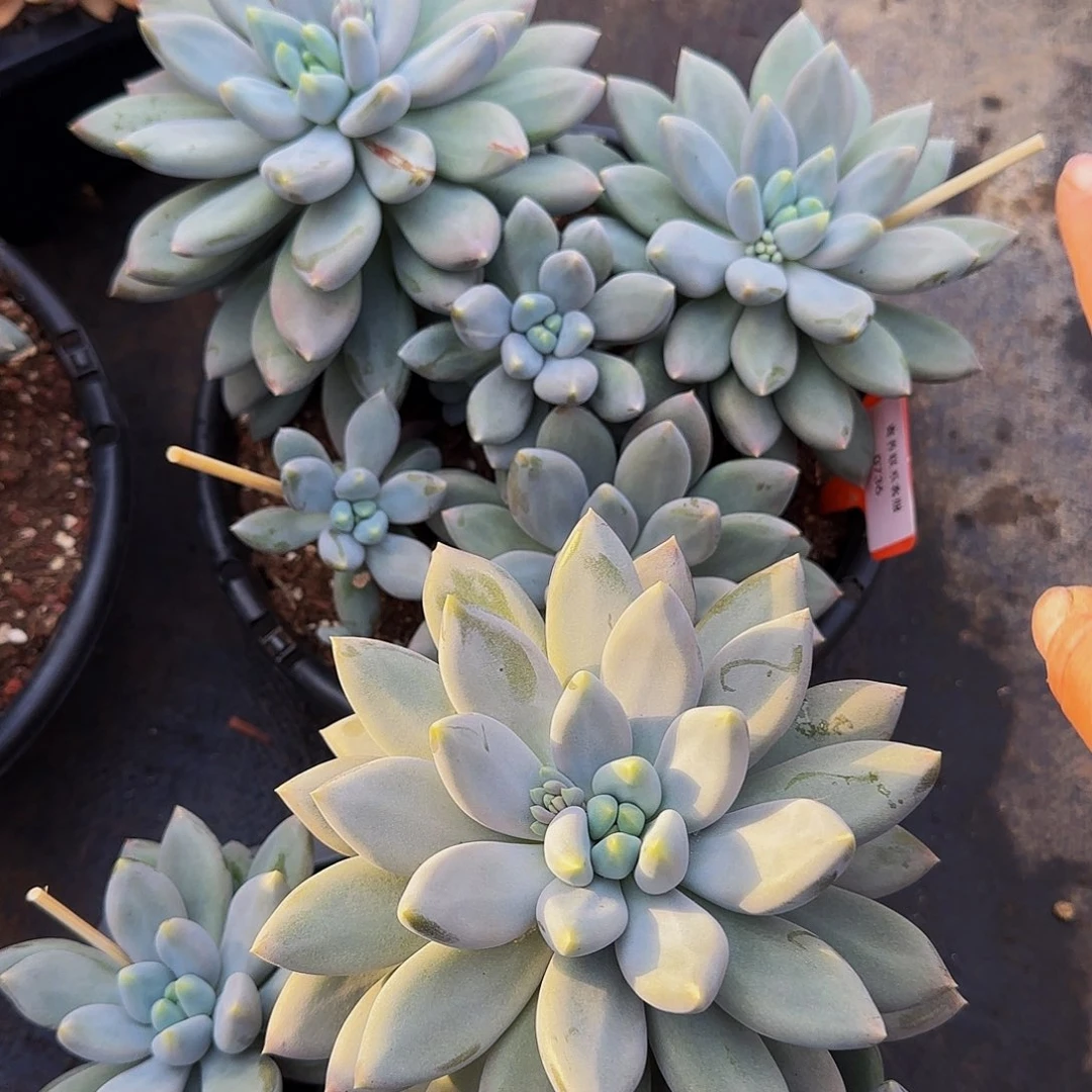 陈***陈呃呃呃呃哦哦哦哦哦哦哦哦哦哦哦哦哦呢