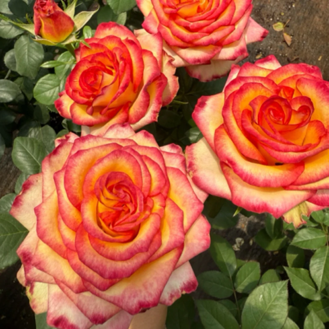 成媛【老虎】直立大花月季花园盆栽花瓣厚实耐晒抗寒花期长抗病好