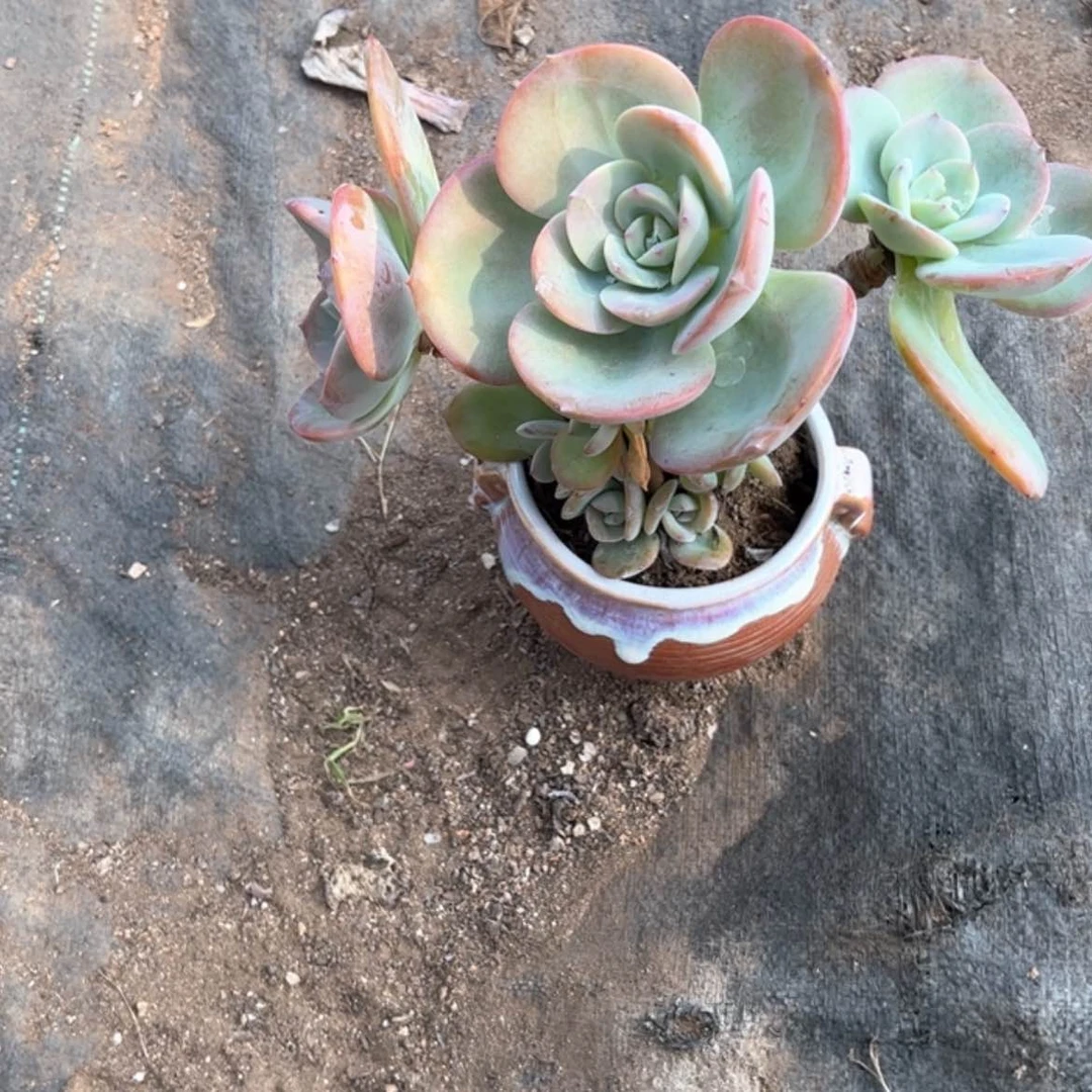 【闪购商品】无花朵何****车