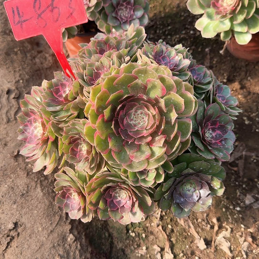 4-863粉花妖多肉法师铭文