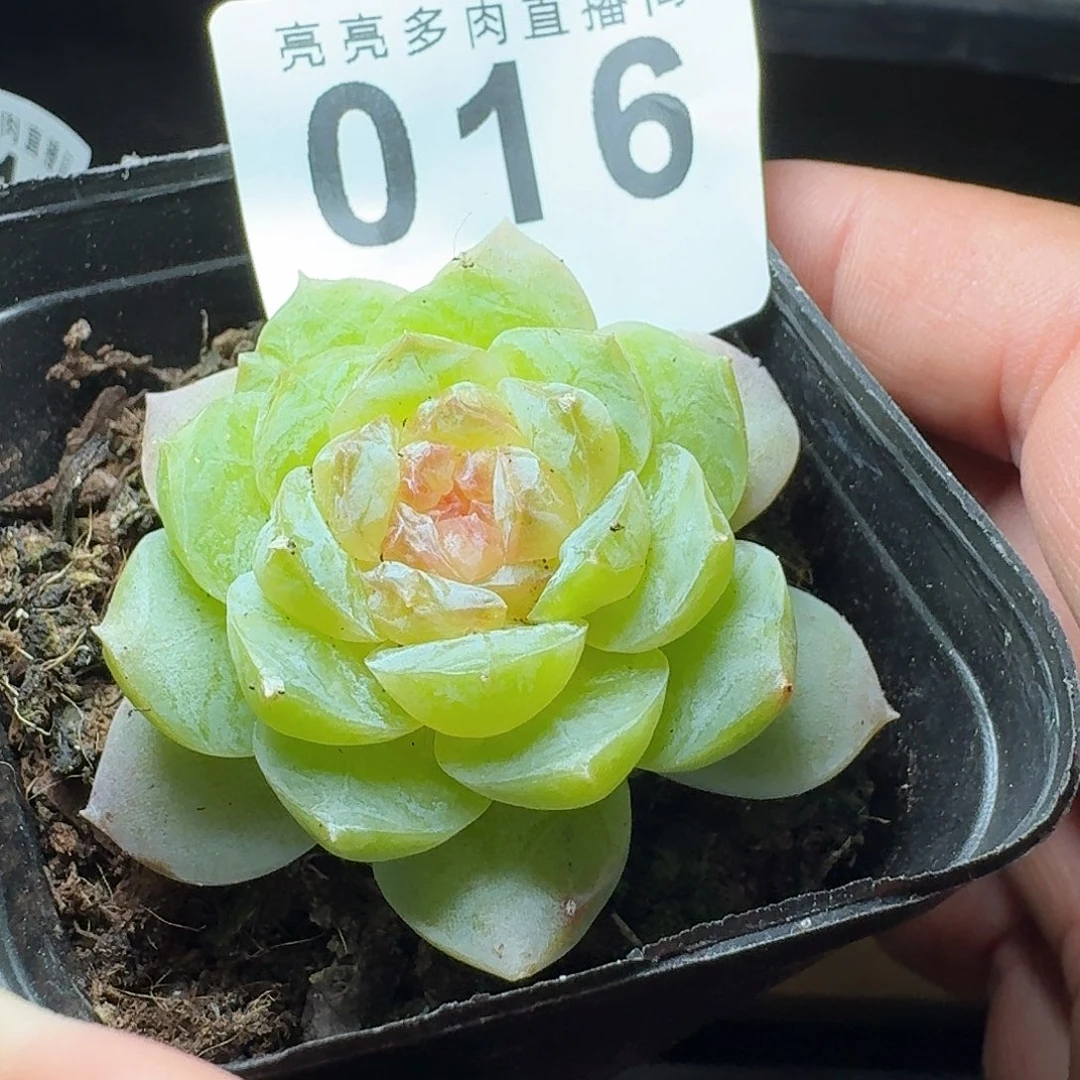 莎莎            精美多肉植物