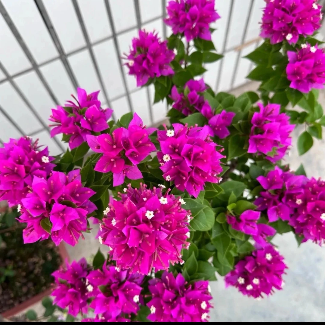 （塔紫）一物一拍原盆原土 落花落叶不售后 介意慎拍