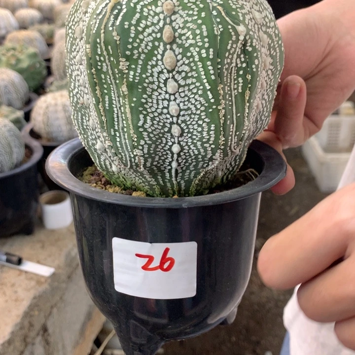 星兜26号。。。。。。。。。。