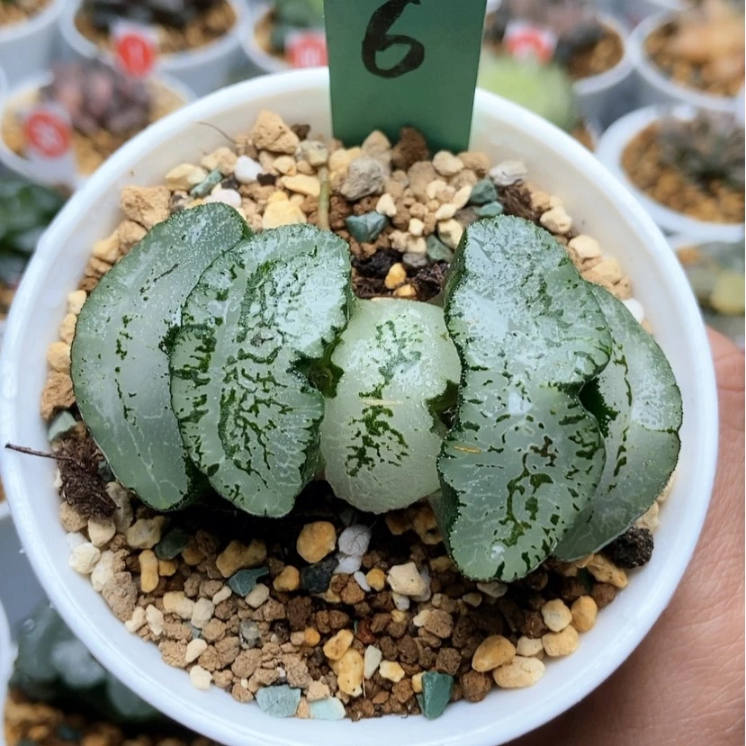 【闪购商品】馨**贝6金子蓝翼