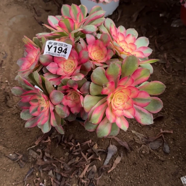 194荔枝官服22左右2