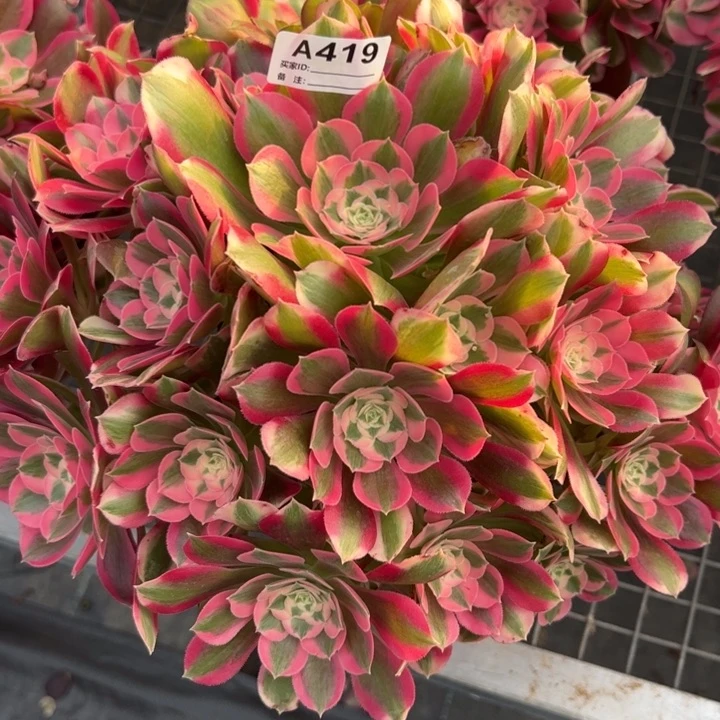 419妖月30厘米左右多肉