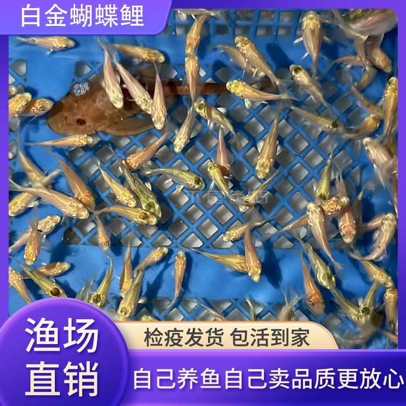 白金蝴蝶鲤普身观赏鱼广温冷水鱼耐低温好养新手适合