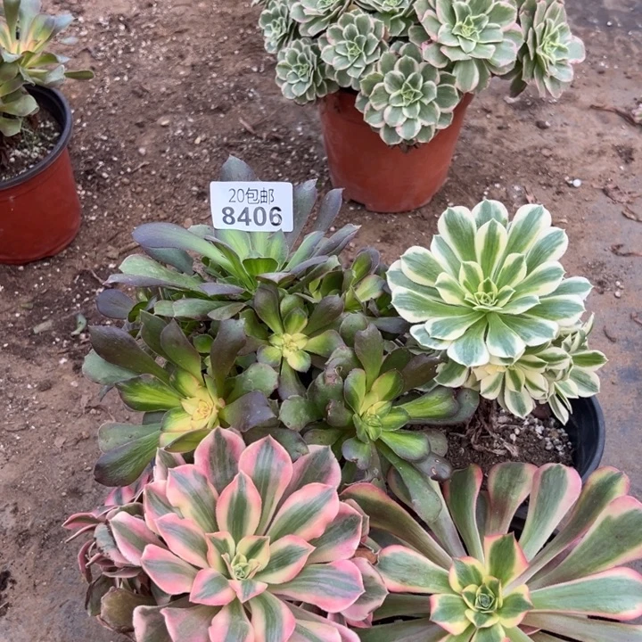 多肉植物8406种植物