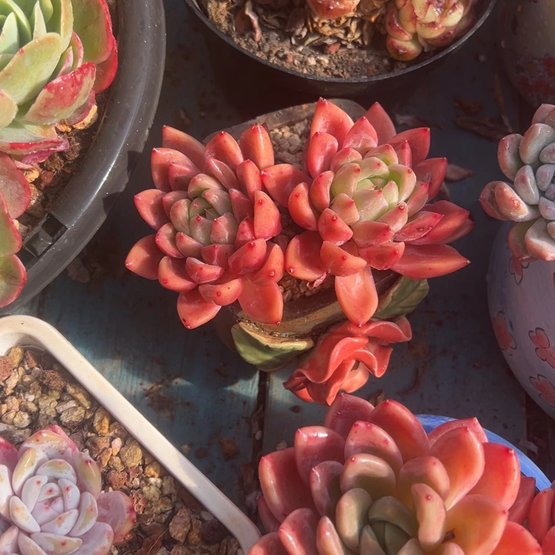 精品多肉植物老桩