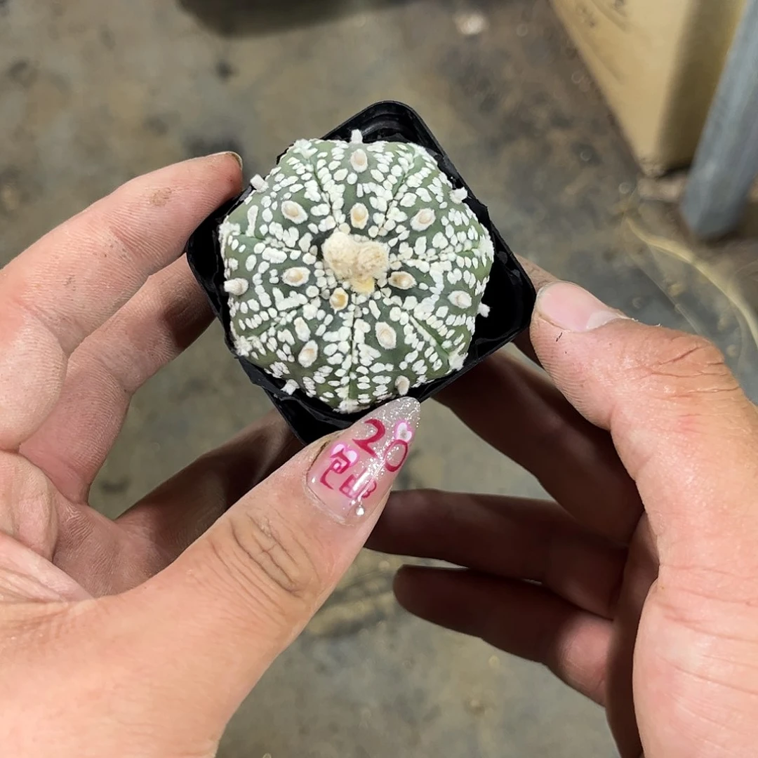 R*x10560一物一拍单头发货