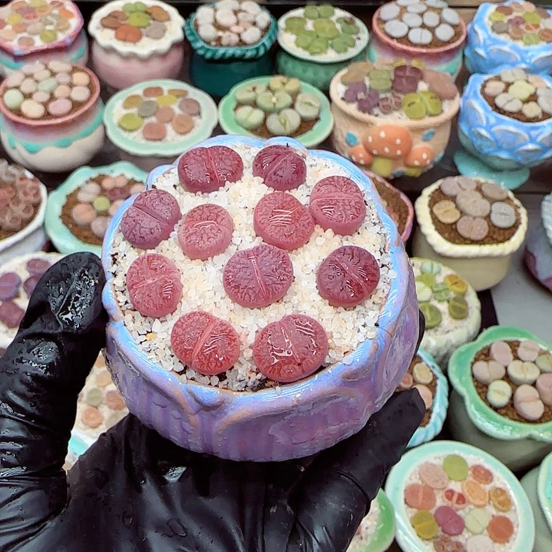 生石花满18包邮0105-35