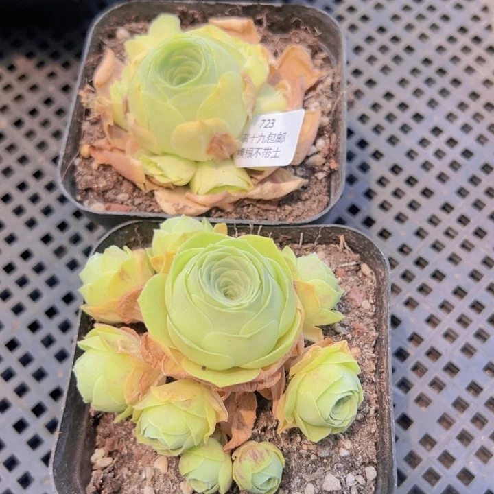 723 裸根不带土发货