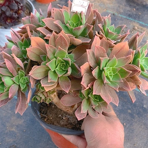 219红法师多肉植物