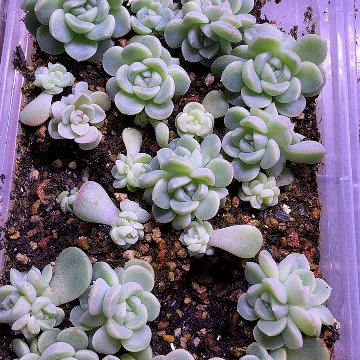 发财3叶插苗1颗随机发