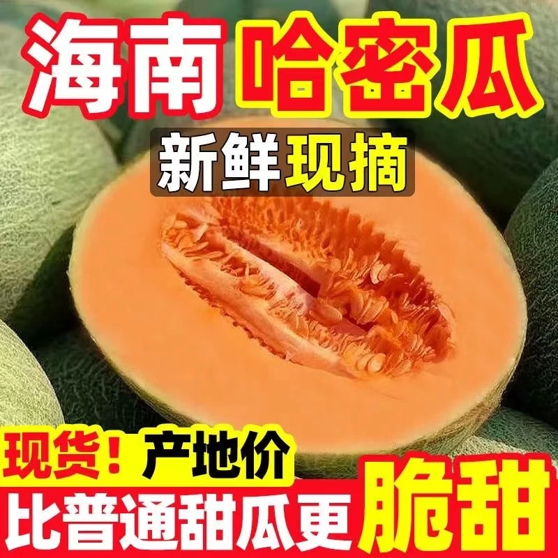 海南头茬哈密瓜晓蜜25号西州蜜网纹蜜瓜甜瓜沙地新鲜脆甜9-10斤