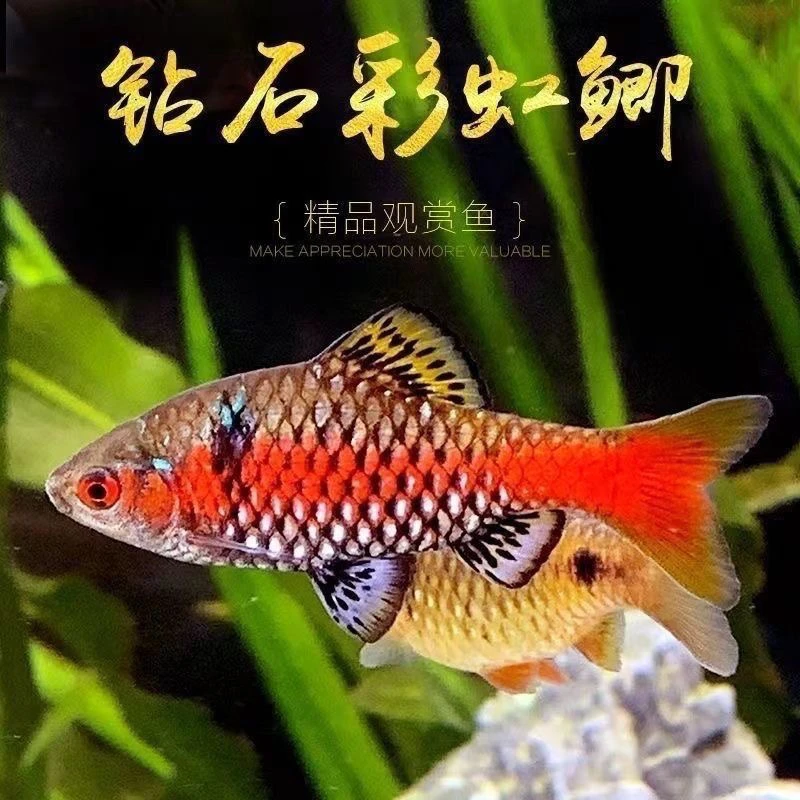 钻石宝石彩虹鲫鱼草缸高档原生热带鱼真无须鲃小型冷水观赏鱼