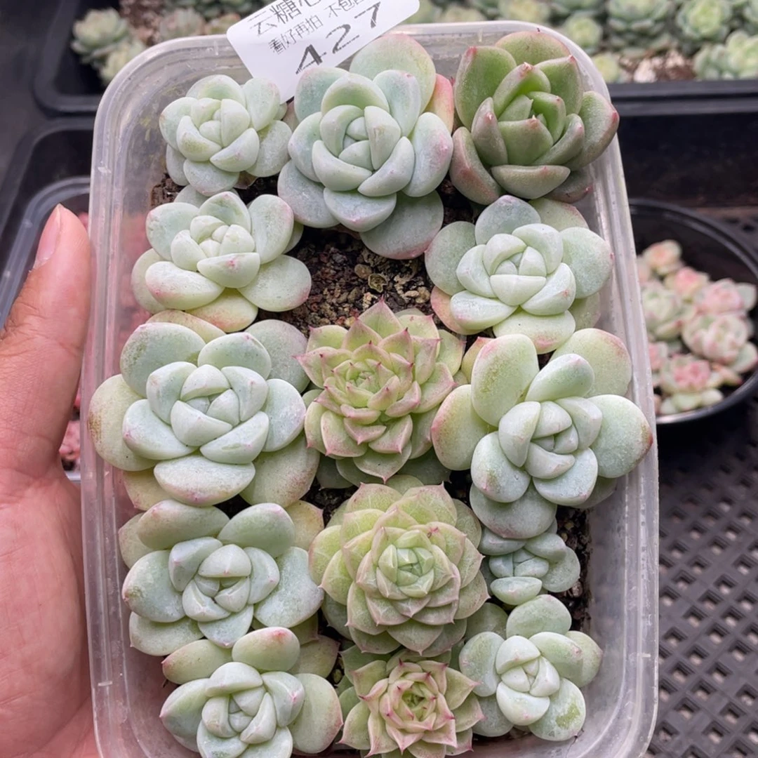 云糖心多肉植物427