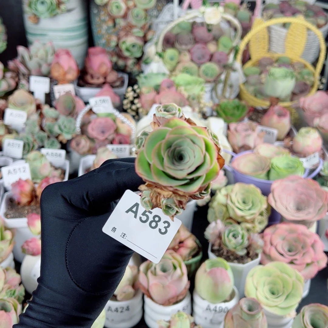 583边线小树群。   一物一拍