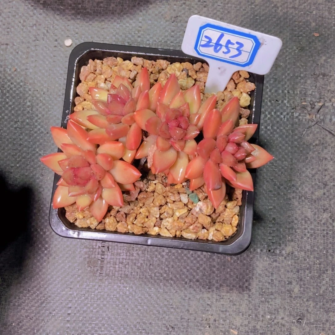 你***．2653迷雾泡泡一颗