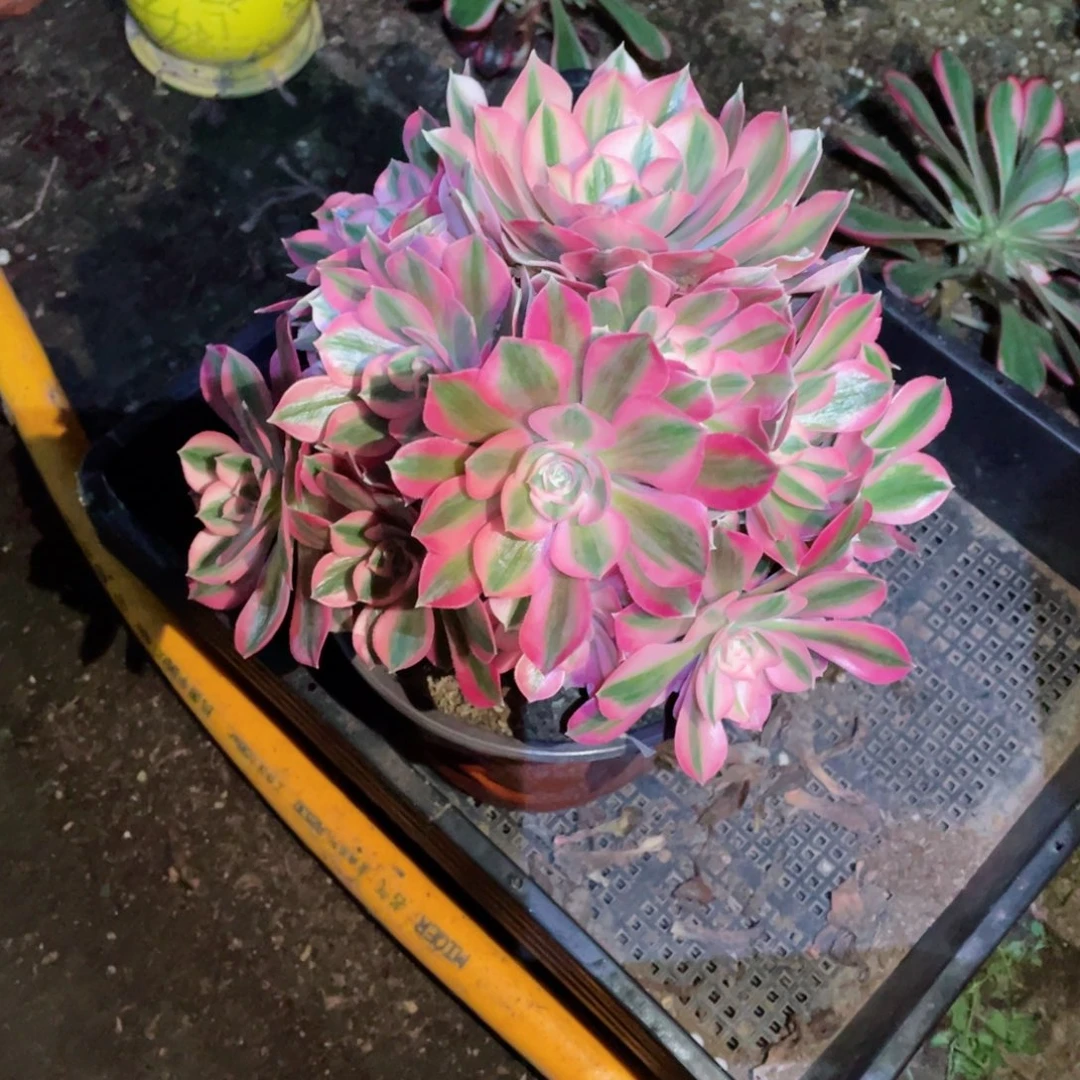 多肉植物女巫527