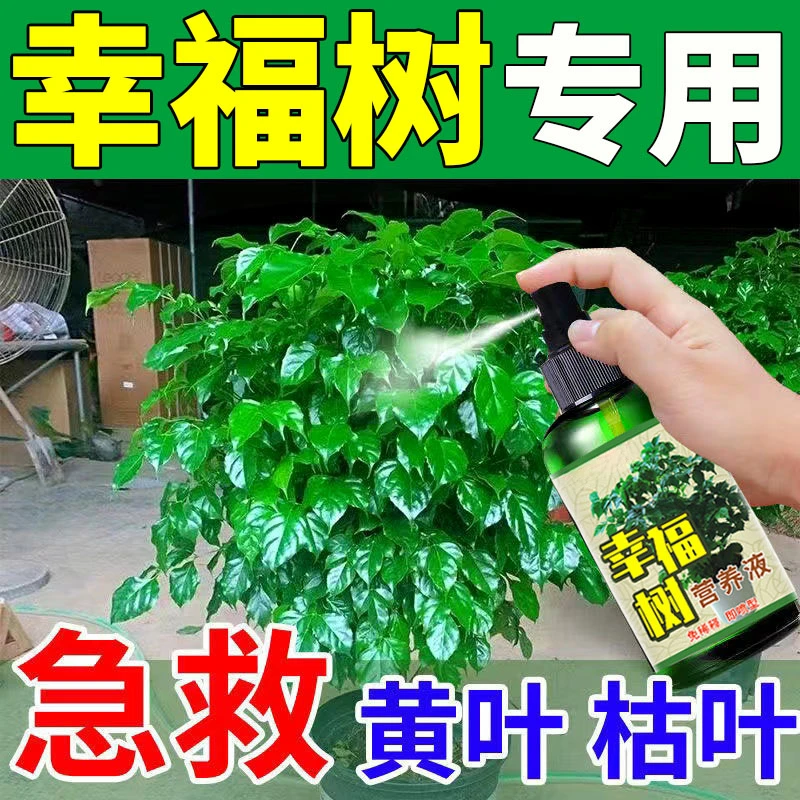 幸福树肥料叶子发黄发黑生根绿植不掉叶叶面肥酸性植物专用营养液