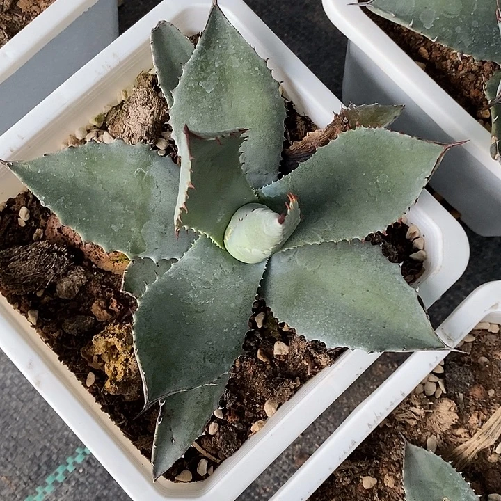 完美主义者勿拍维菲尔德