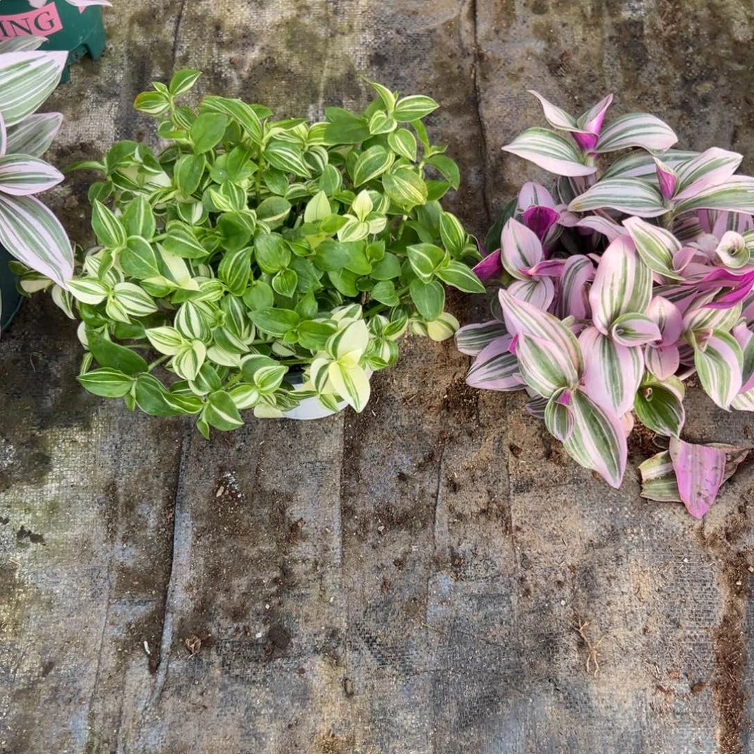 完全开放油画吊兰➕青白玉吊兰