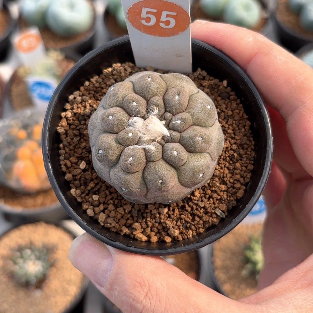 55实生蜥蜴皮带盆带土