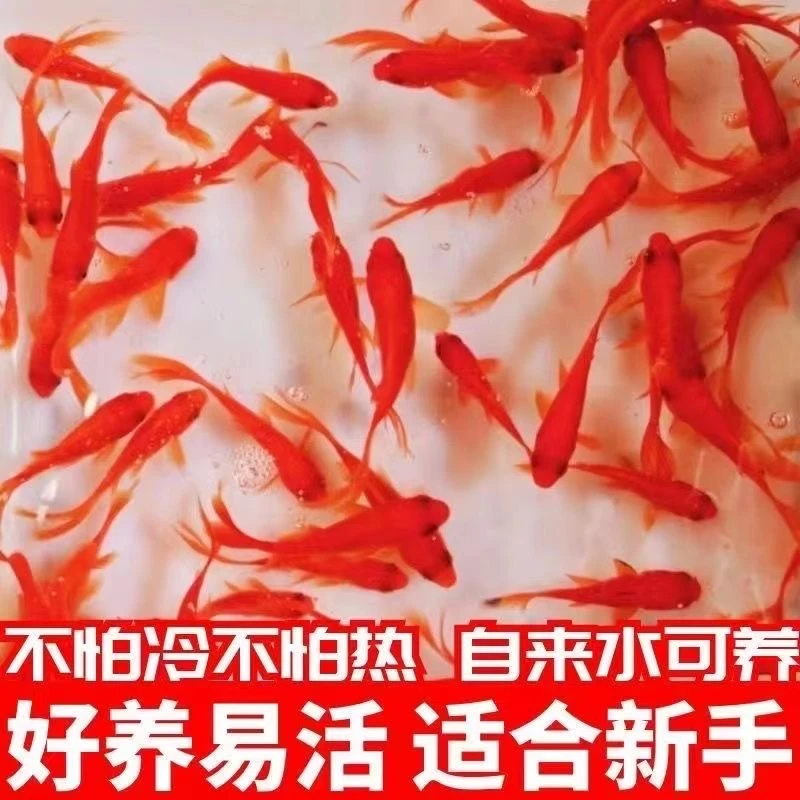 【福利40条】金鱼好养耐活的冷水观赏鱼草金鱼适合新手饲养