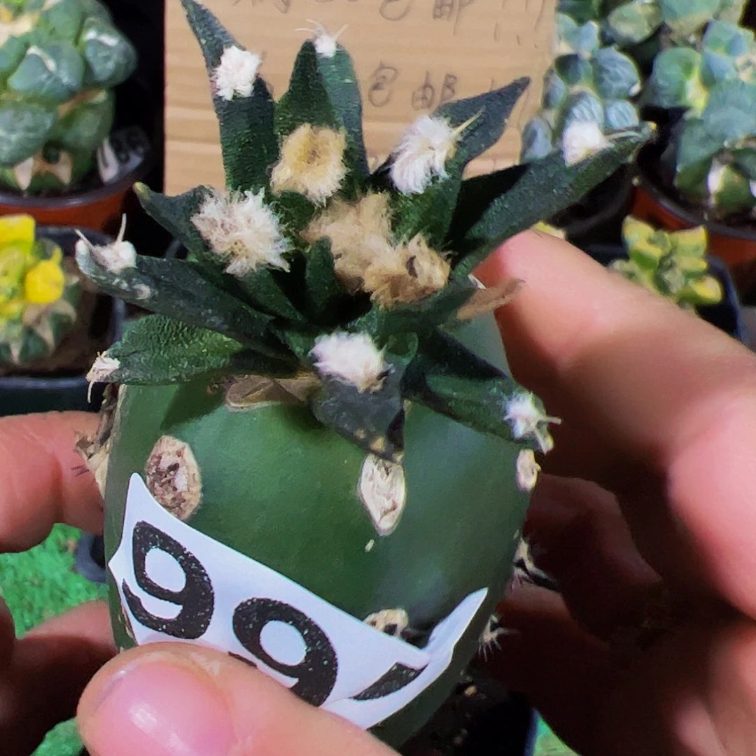 无花朵龙舌兰牡丹995