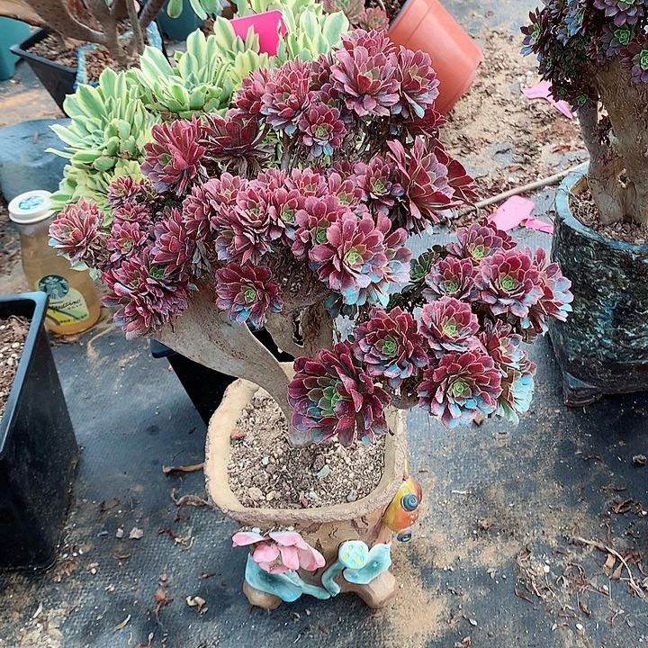 微瑕嘉年华朵朵脱土发货啊