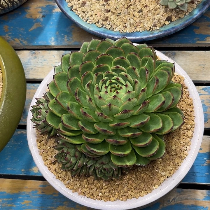 东云一物一拍美肉3