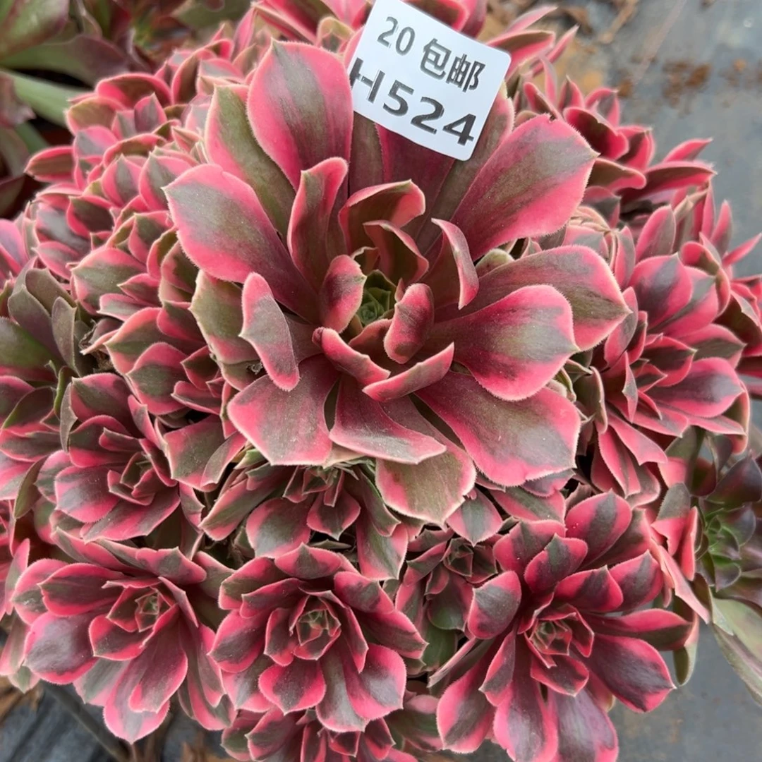 苹***6524女妖，多肉法师