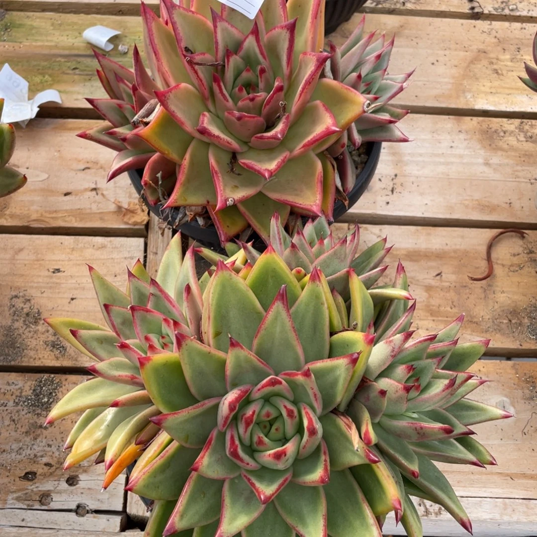 无花朵若如东云组拍E670