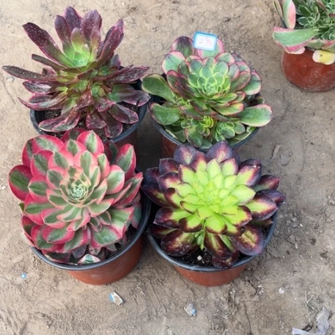 290多肉植物组合