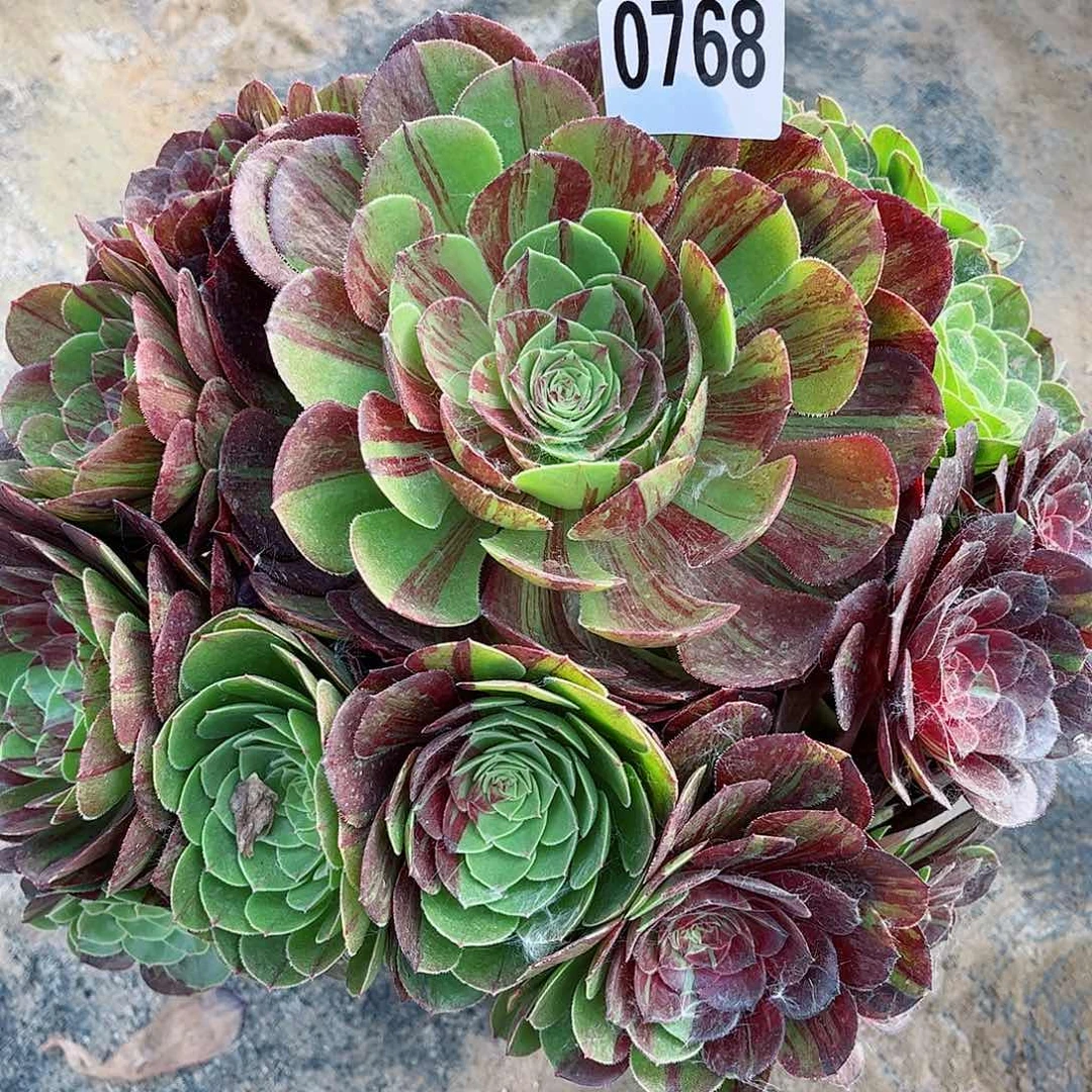 多肉植物花月夜768