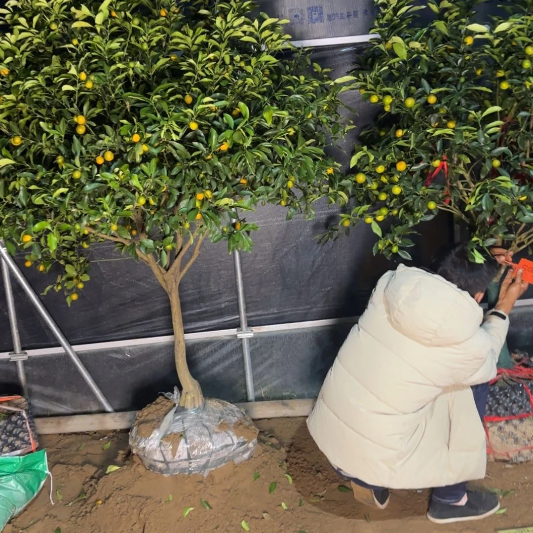 2代金桔和3代金柑