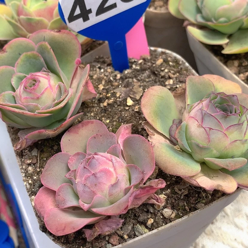 【闪购商品】丫*yjj425三颗
