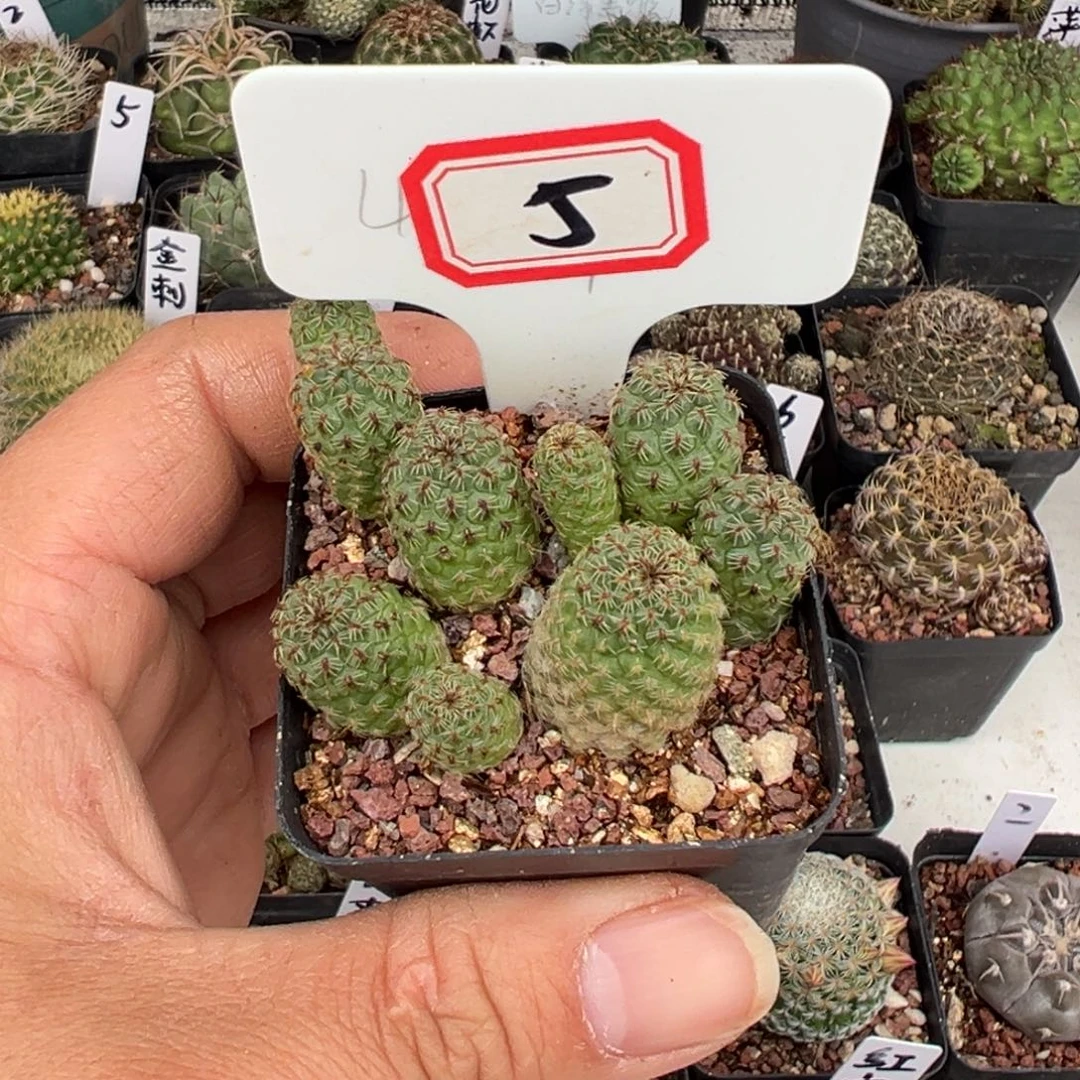 5开播福利沟宝山仙人球