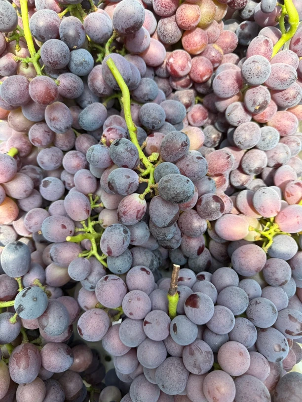 夏黑葡萄 自然成熟现摘现发