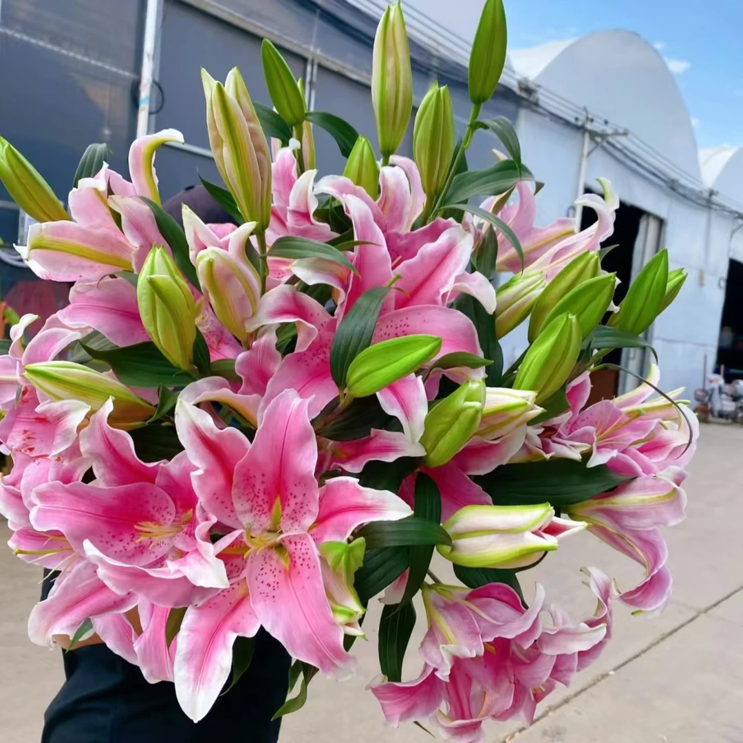 [月亮女神百合 花苞较多掉1-2个花苞不售后]根据地区不同颜色不同