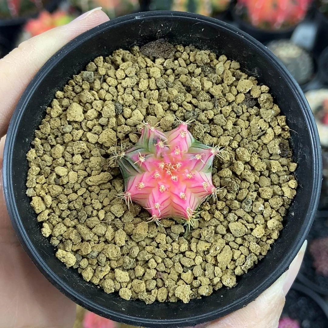 粉ｖ纹肋骨锦白锦实生