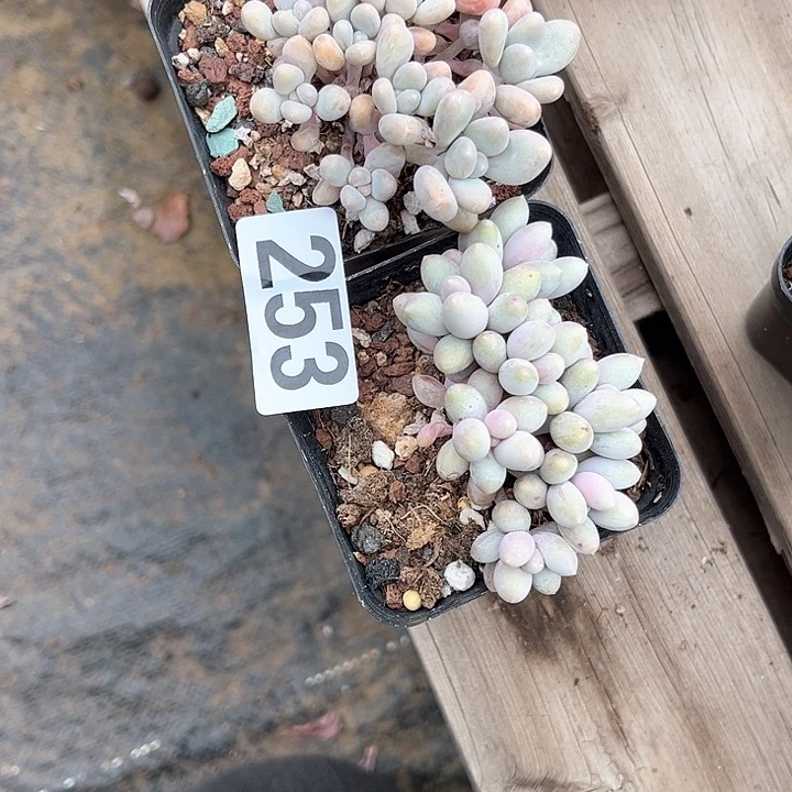 平*多肉植物一物一拍