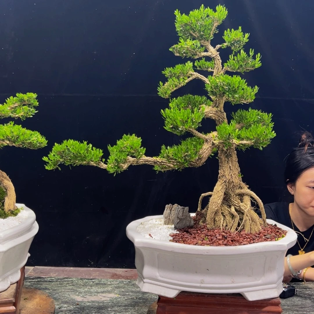 无花朵广东黄杨四季常青