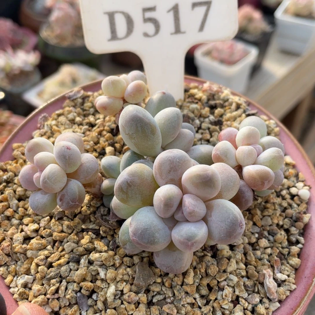 0517 香玉 8厘米 不带盆