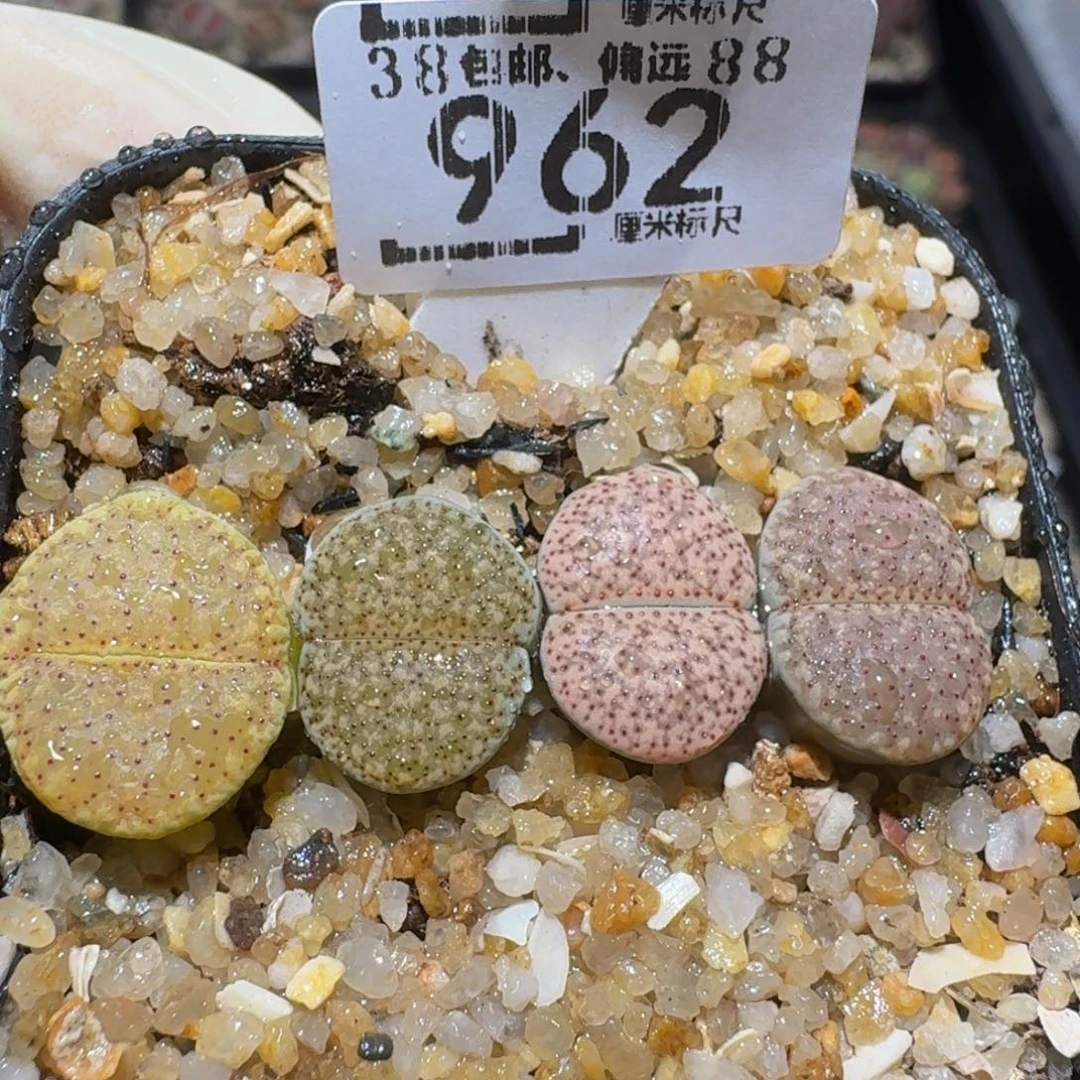 zzzzzz精品生石花962