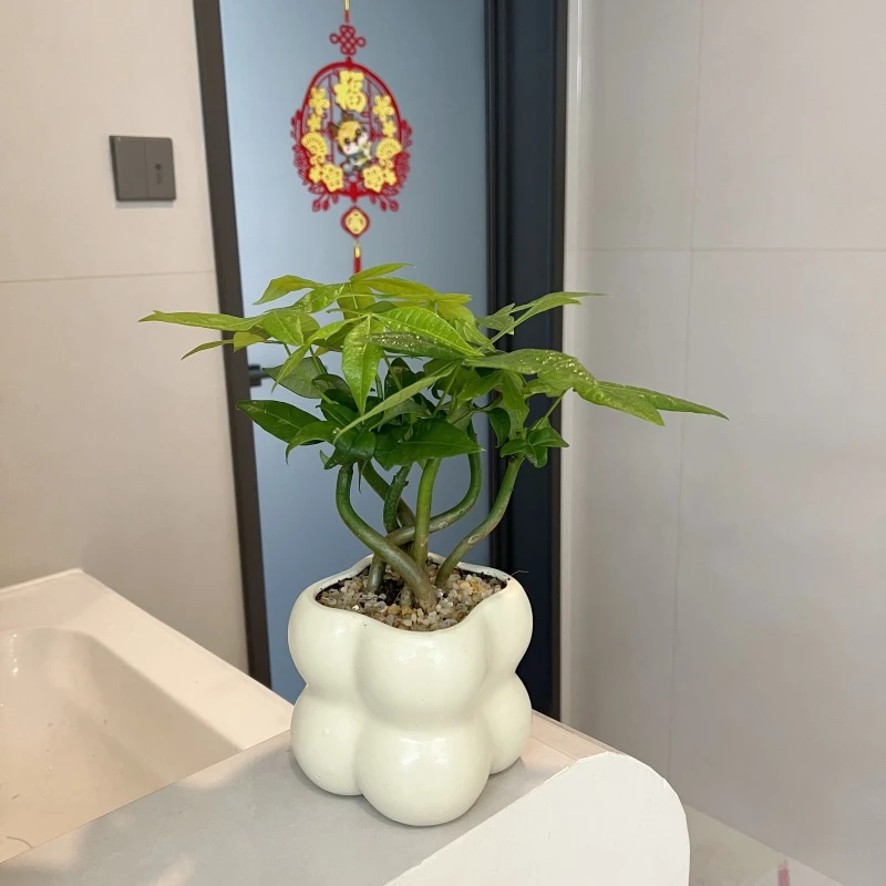 奇趣发财树盆栽室内桌面花卉植物四季常青常绿好养招财进宝绿植