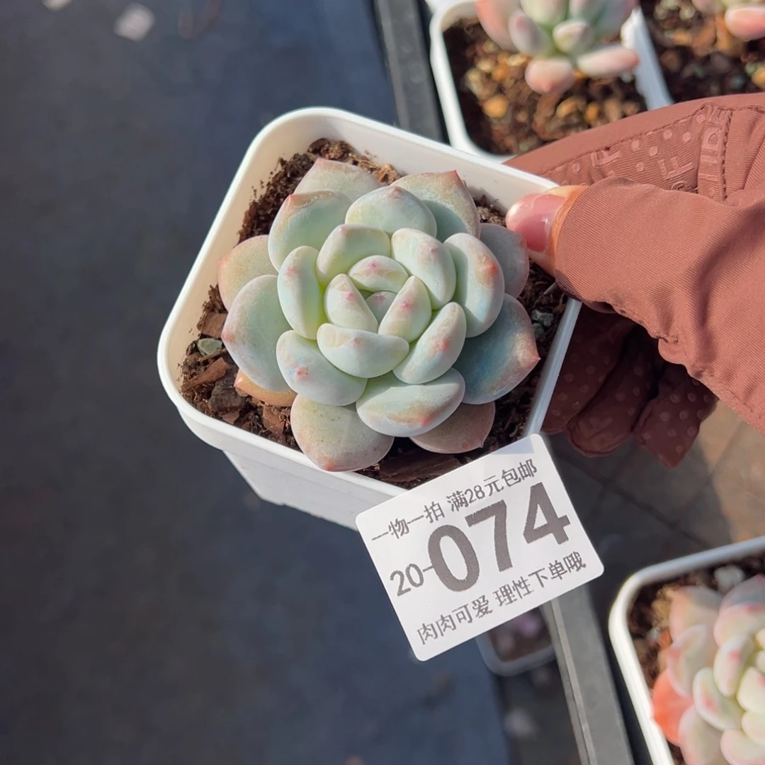 甜*?香橙多肉多肉多肉多肉